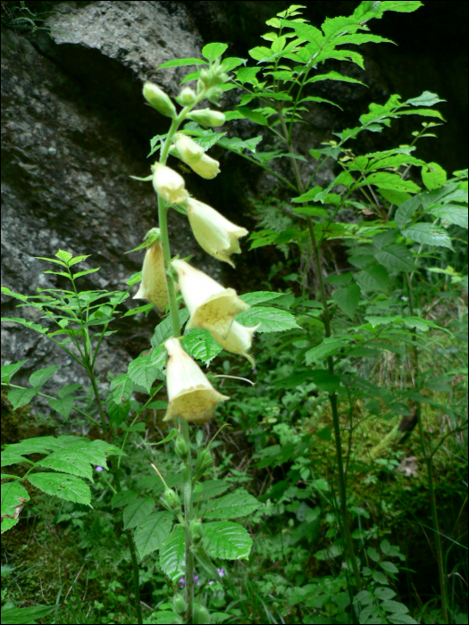 Digitalis lutea L.