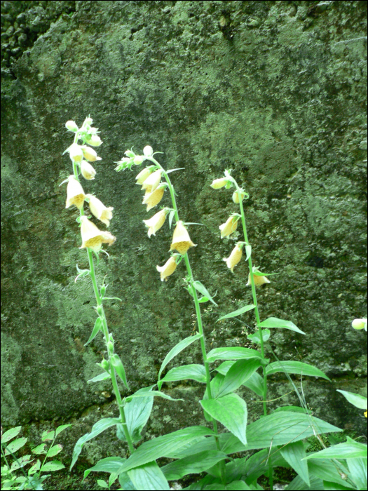 Digitalis lutea L.