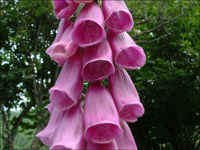 Digitalis purpurea L.