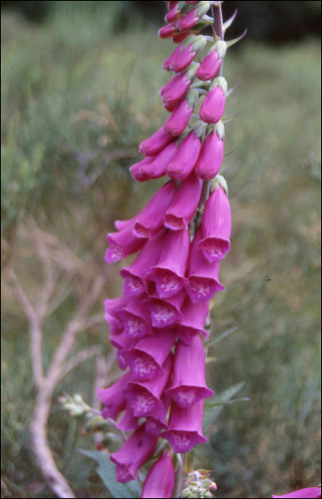 Digitalis purpurea L.