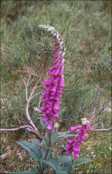 Digitalis purpurea L.