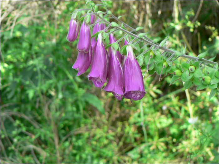 Digitalis purpurea L.