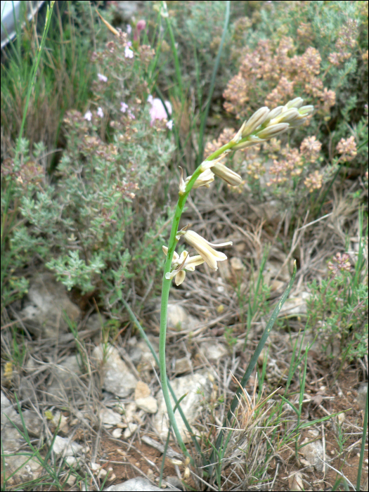 Dipcadi serotinum