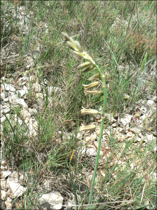 Dipcadi serotinum