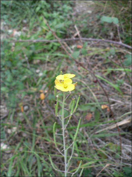 Diplotaxis muralis D C