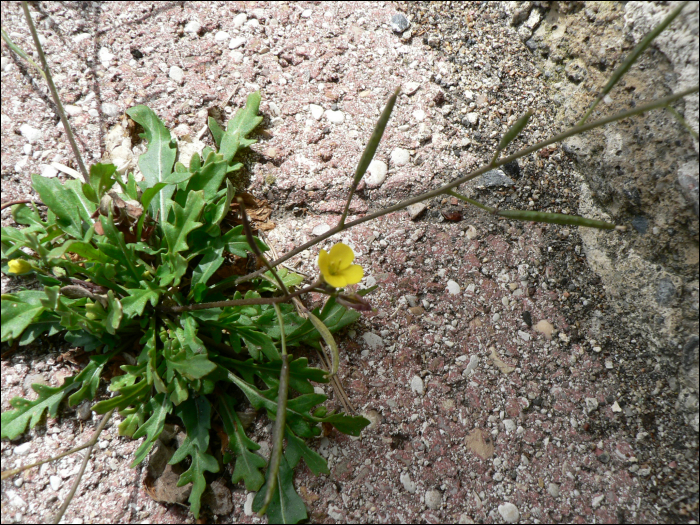 Diplotaxis tenuifolia