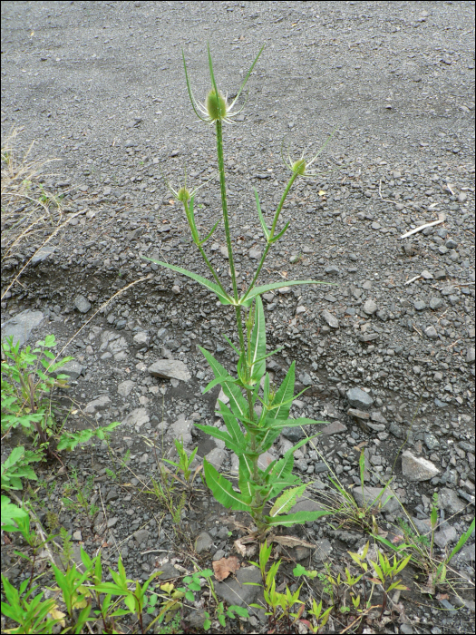 Dipsacus fullonum L. (=Dipsacus silvestris )