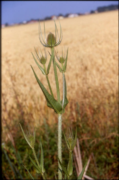 Dipsacus fullonum L. (=Dipsacus silvestris )