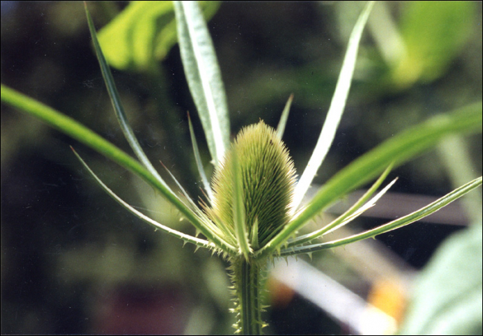 Dipsacus fullonum L. (=Dipsacus silvestris )