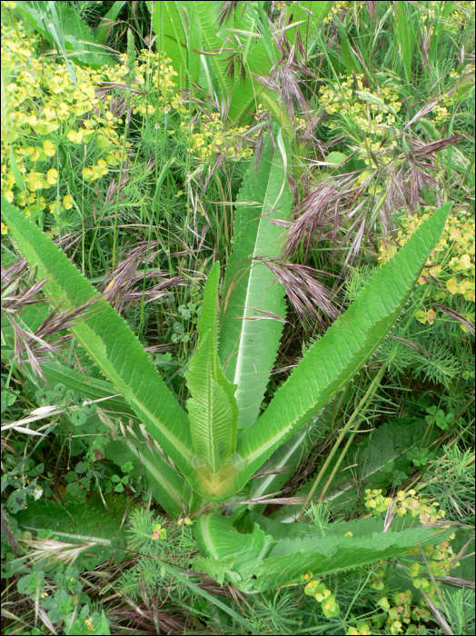 Dipsacus fullonum L. (=Dipsacus silvestris )