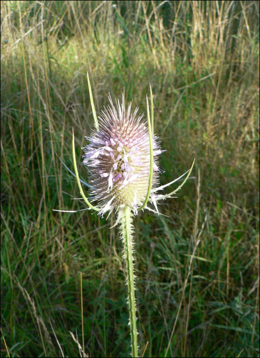 Dipsacus fullonum L. (=Dipsacus silvestris )