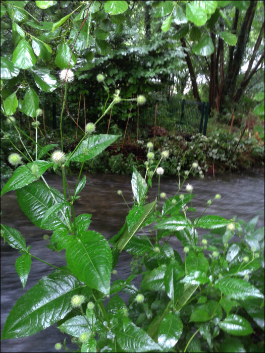 Dipsacus pilosus