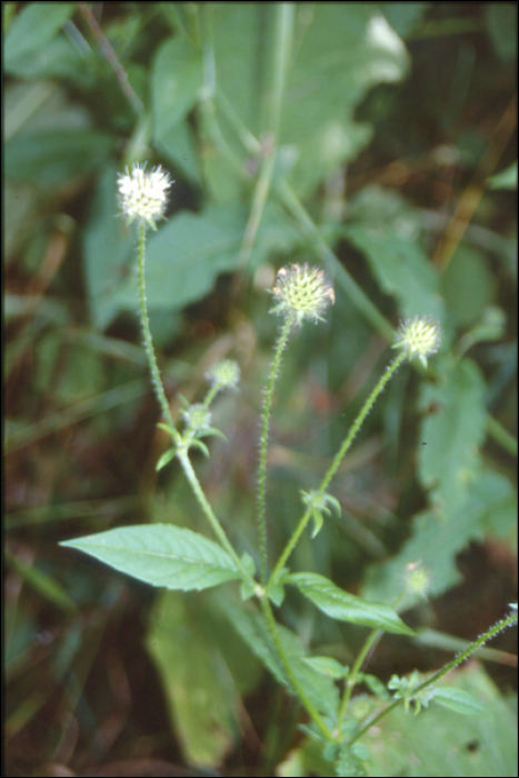 Dipsacus pilosus