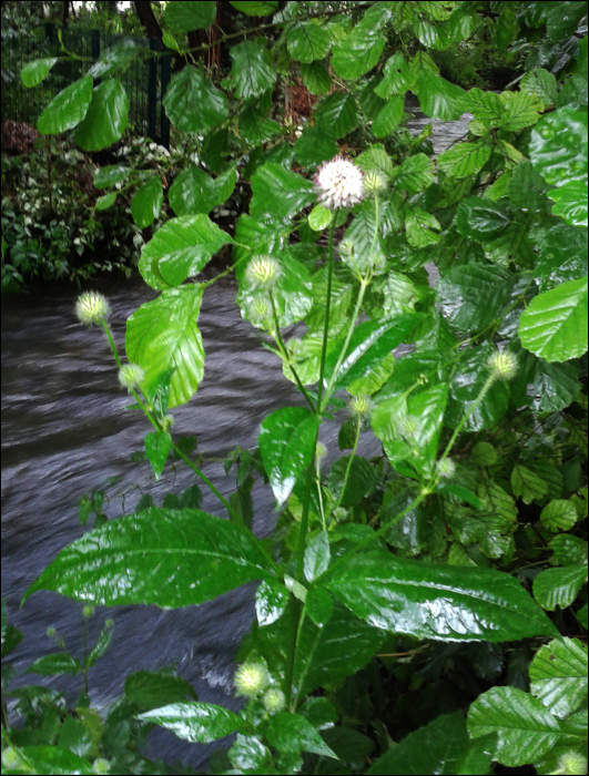 Dipsacus pilosus