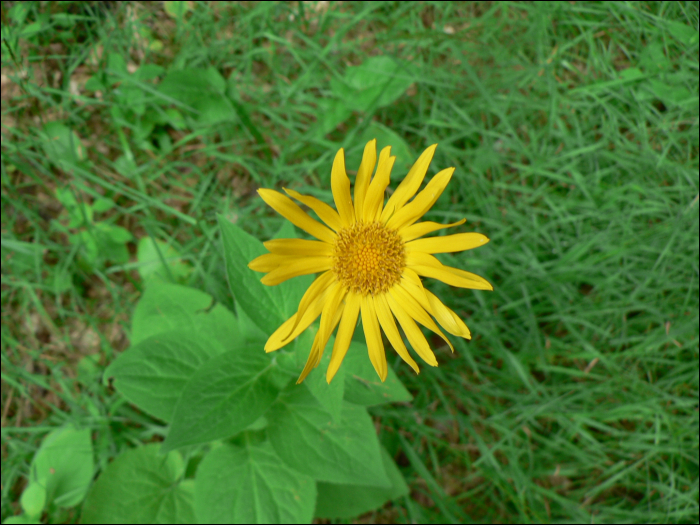 Doronicum austriacum Jacq.