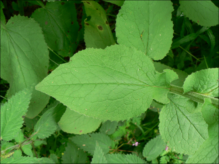 Doronicum austriacum Jacq.