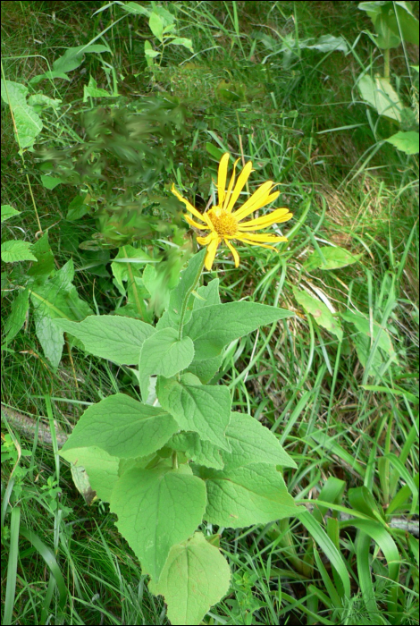 Doronicum austriacum Jacq.