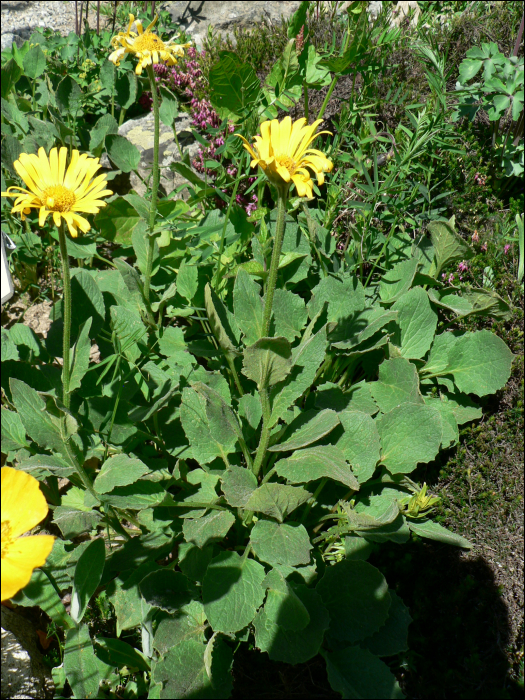 Doronicum grandiflorum Lam