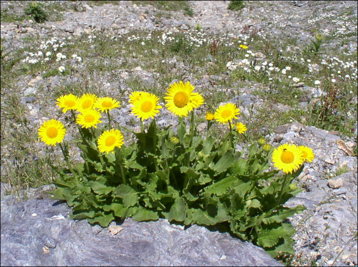 Doronicum grandiflorum Lam