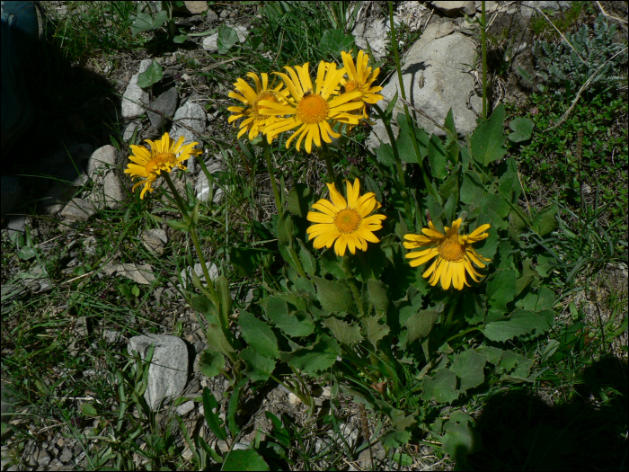 Doronicum grandiflorum Lam