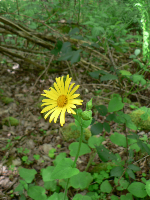 Doronicum pardalianches L.