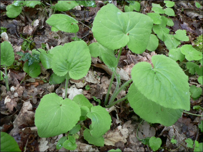 Doronicum pardalianches L.