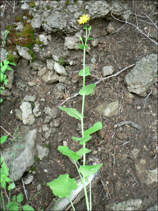 Doronicum pardalianches L.