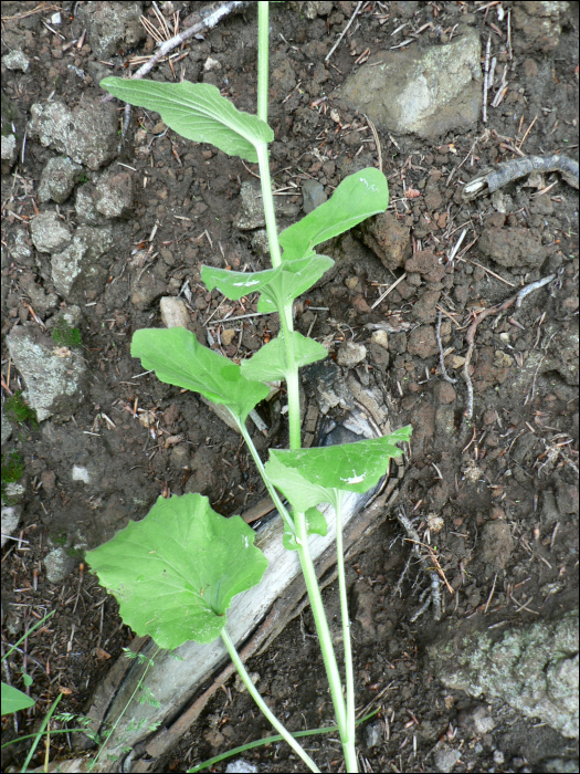 Doronicum pardalianches L.