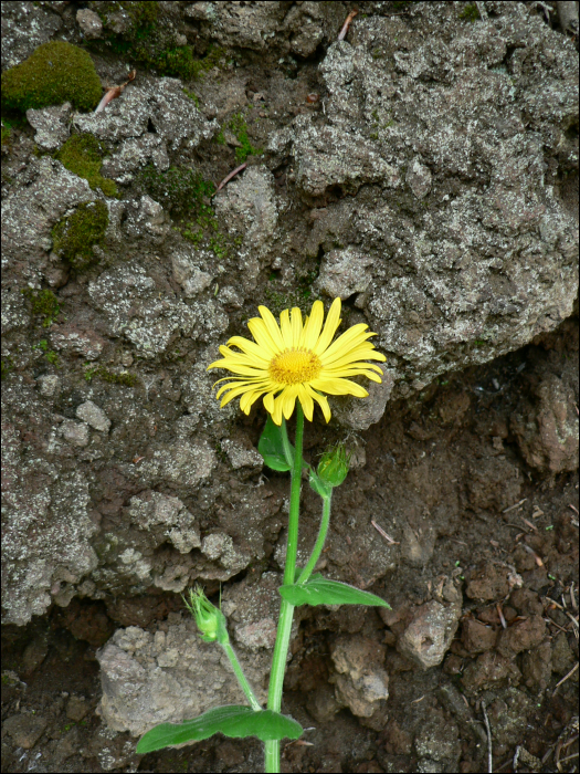 Doronicum pardalianches L.