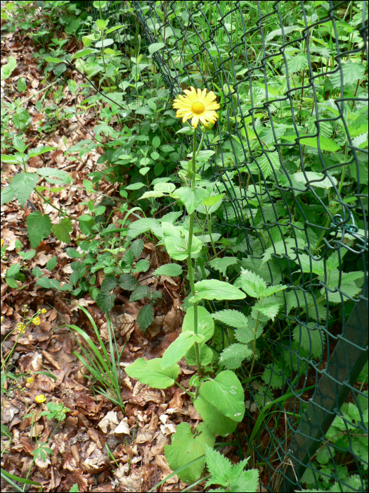 Doronicum pardalianches L.