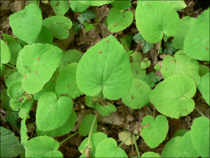 Doronicum pardalianches L.