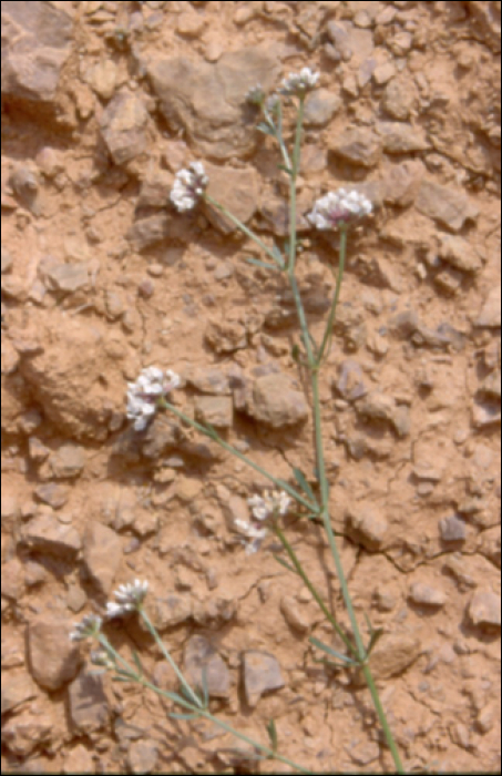 Dorycnium pentaphyllum