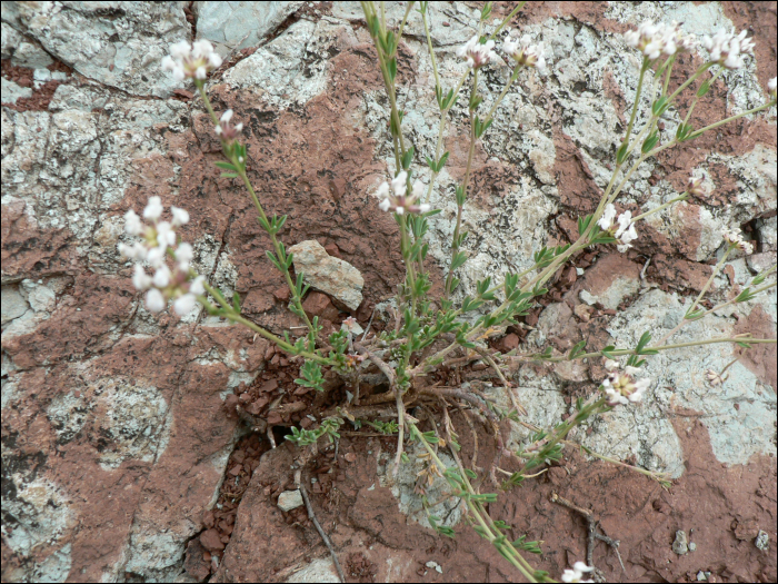 Dorycnium pentaphyllum