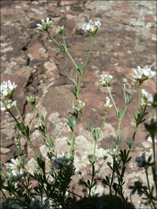 Dorycnium pentaphyllum