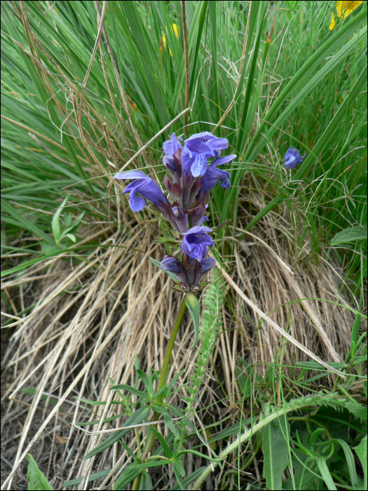 Dracocephalum austriacum