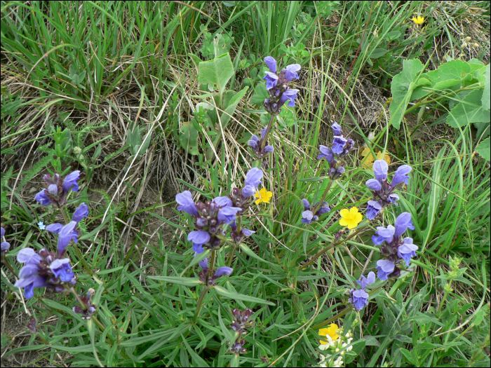 Dracocephalum austriacum