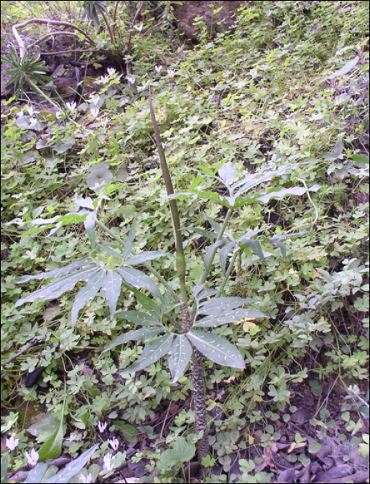 Dracunculus vulgaris