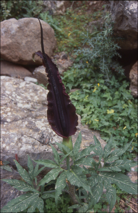 Dracunculus vulgaris