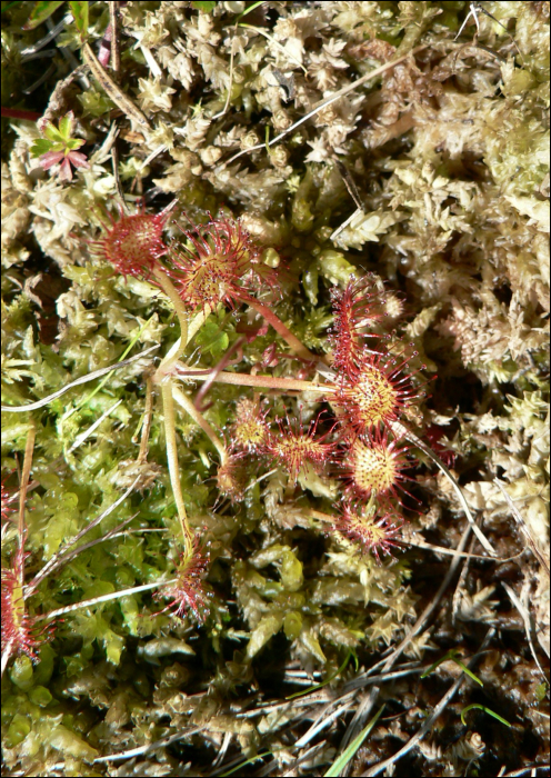 Drosera rotundifolia L.