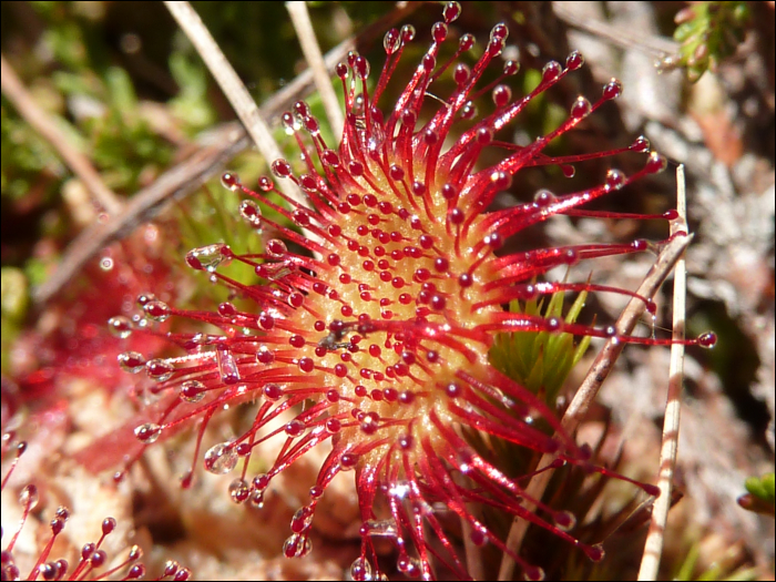 Drosera rotundifolia L.