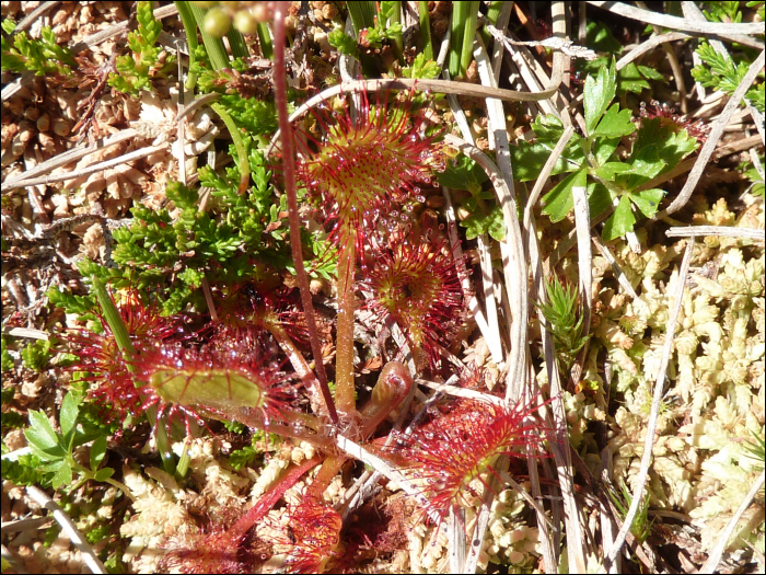 Drosera rotundifolia L.