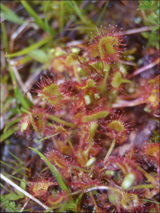 Drosera rotundifolia L.