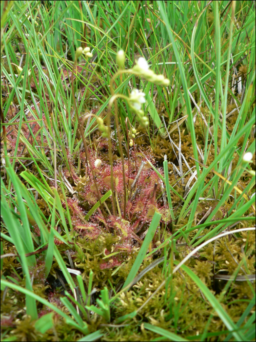 Drosera rotundifolia L.