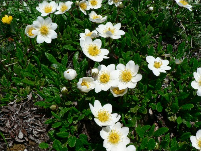 Dryas octopetala L.