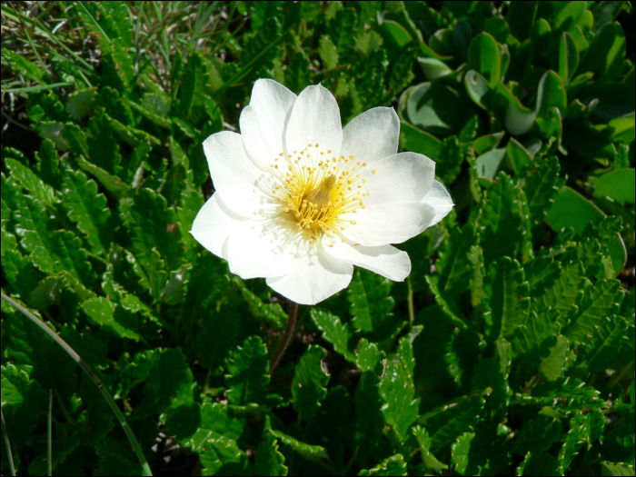 Dryas octopetala L.