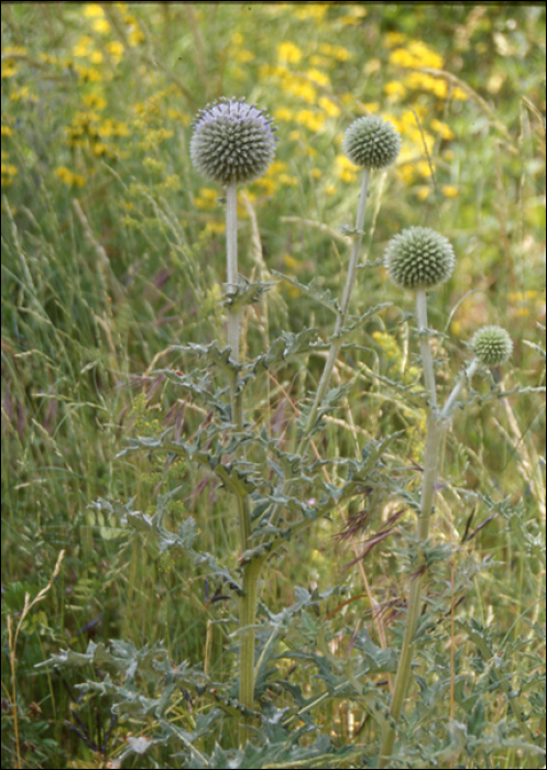 Echinops ritro L.