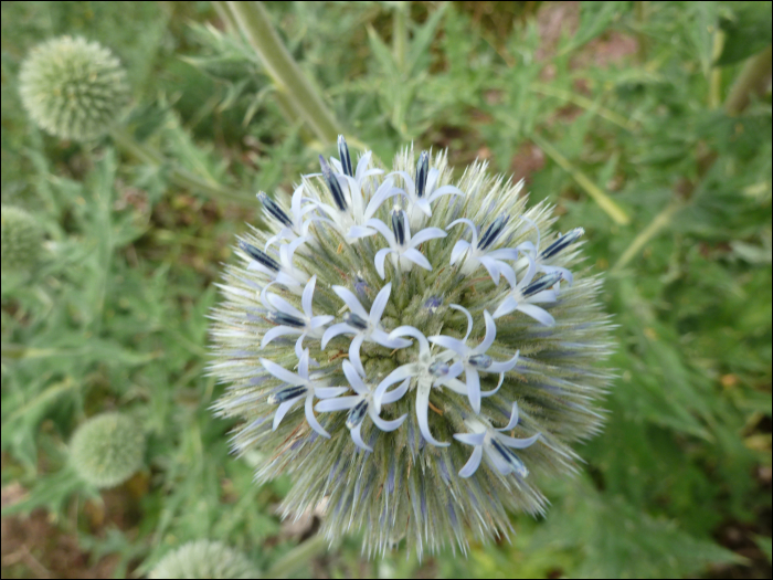 Echinops ritro L.