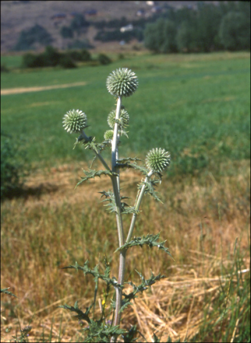 Echinops ritro L.