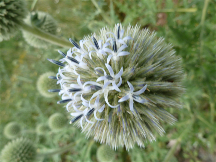 Echinops sphaerocephalum L.