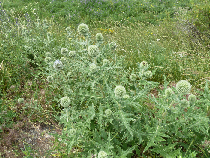 Echinops sphaerocephalum L.